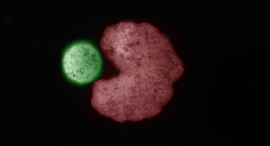 A semitoroidal xenobot (red) collecting a sphere of stem cells (green). Credit: Douglas Blackiston & Sam Kriegman