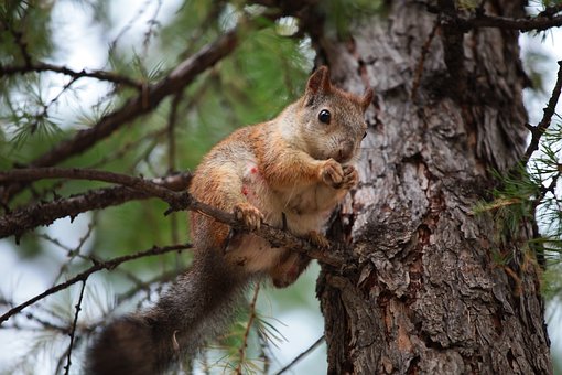 The loss of trees leads to loss of biodiversity in green areas. Photo courtesy of Pixabay.