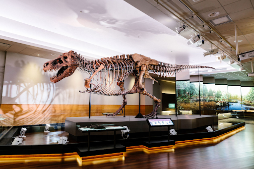 Sue is a famous T. rex skeleton in the Field Museum in Chicago, but a recent paper would instead classify her as a T. imperator. Credit: Jonathan Chen/Wikimedia Commons